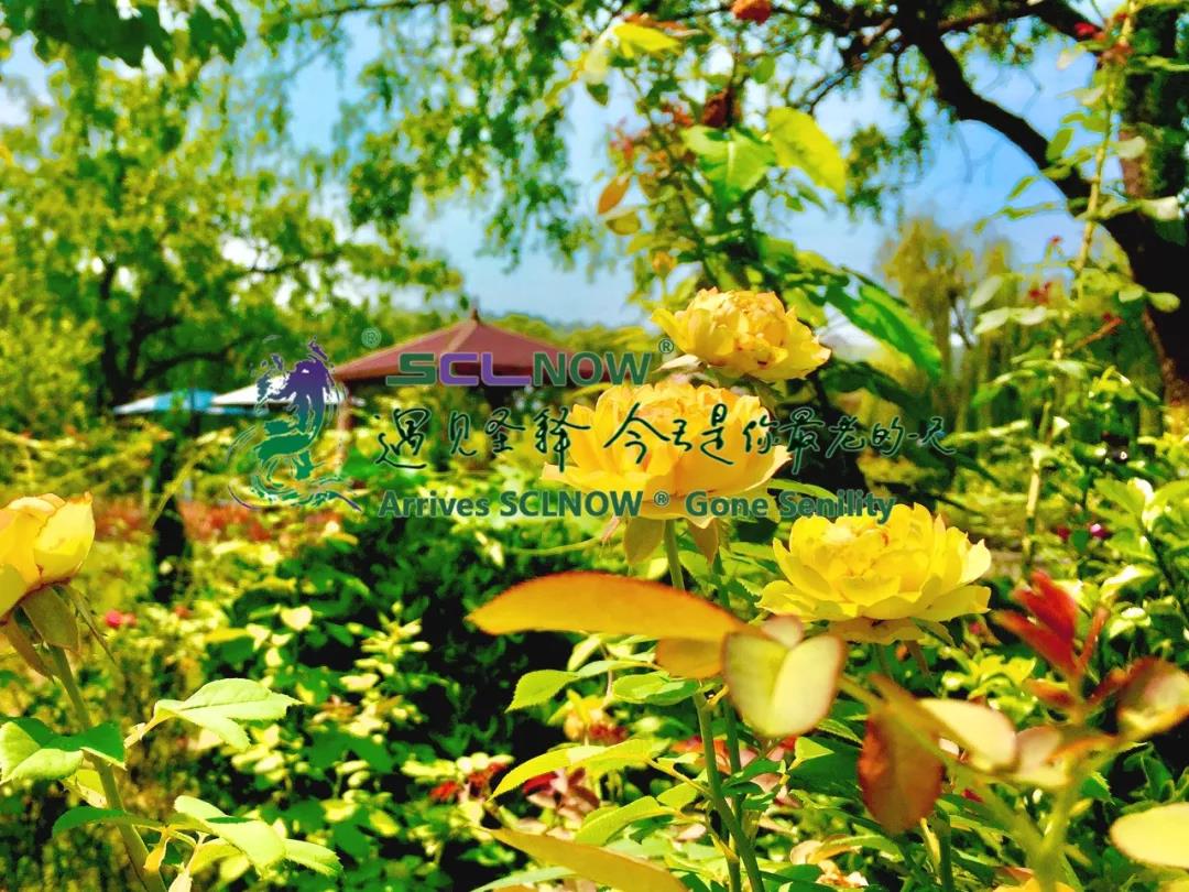 SCLnow<sup>®</sup>圣释<sup>®</sup> 画中如诗 景中如梦